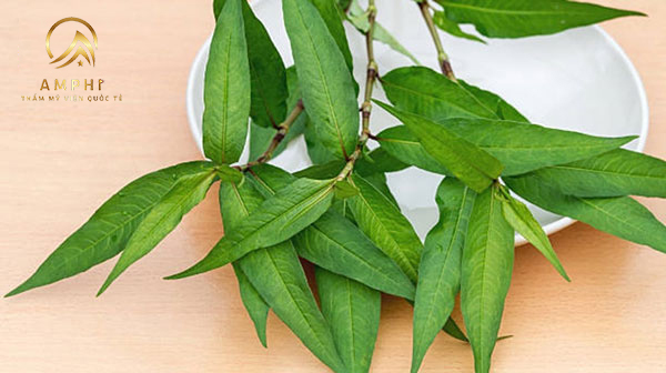 Thực hành se khít lỗ chân lông bằng rau răm hiệu quả nhanh chóng