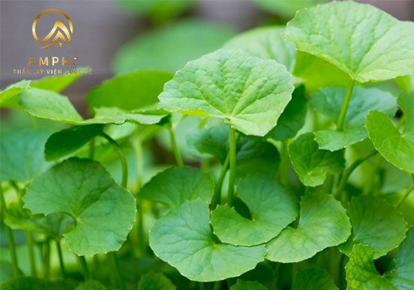 Bất ngờ trước hiệu quả trị mụn rau má siêu đơn giản Bất ngờ trước hiệu quả trị mụn rau má siêu đơn giản