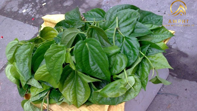 trị nám bằng lá trầu không