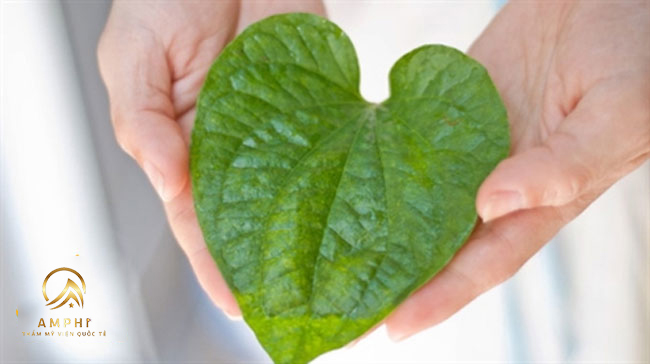 Bất ngờ công thức trị nám bằng lá trầu không hiệu quả tuyệt vời Bất ngờ công thức trị nám bằng lá trầu không hiệu quả tuyệt vời