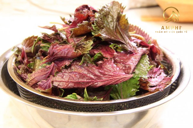 Trị nám bằng tía tô như thế nào sao cho hiệu quả nhất? Trị nám bằng tía tô như thế nào sao cho hiệu quả nhất?